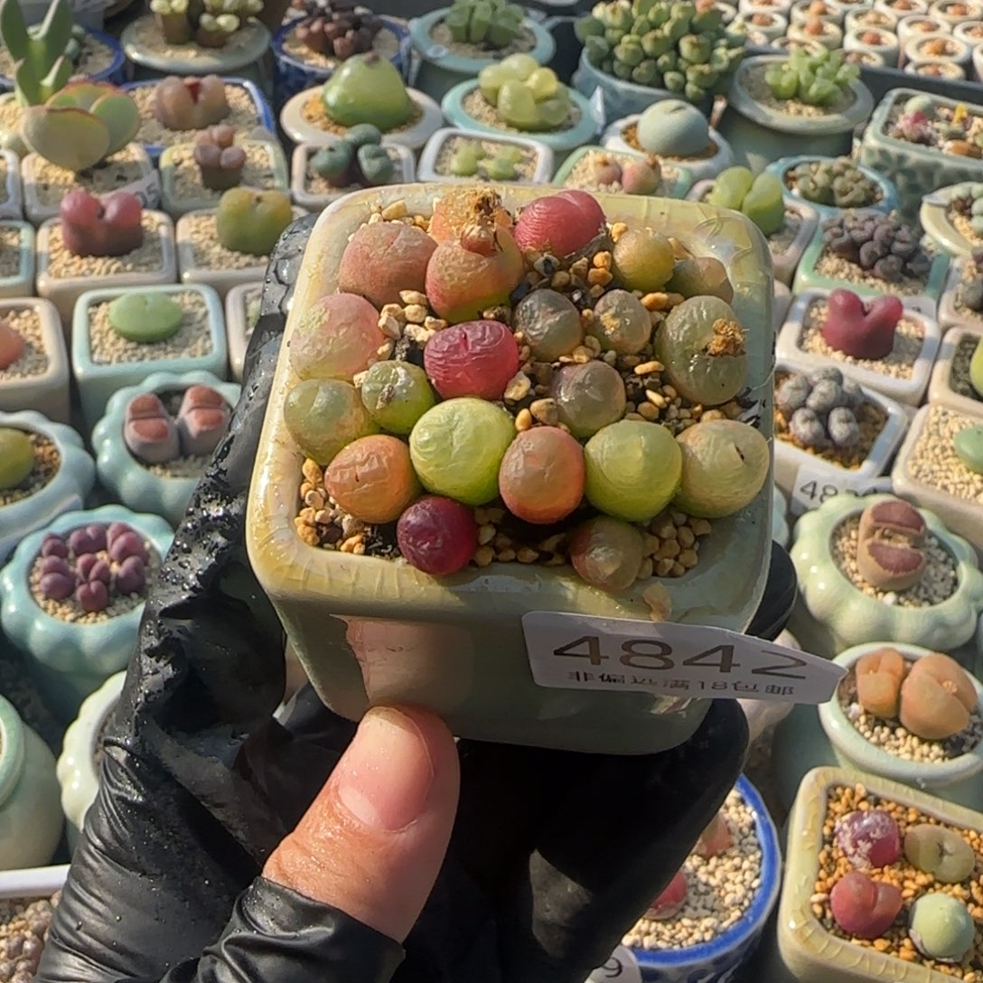 4842--一物一拍 带盆