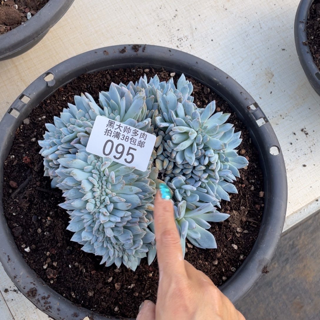 三***月黑大帅多肉95橙子缀