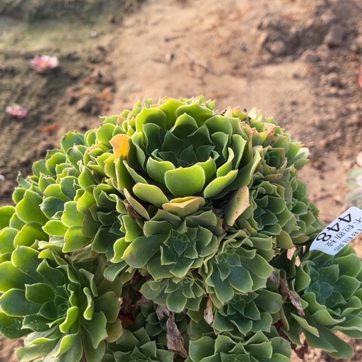 448绿玫瑰大手捧3号