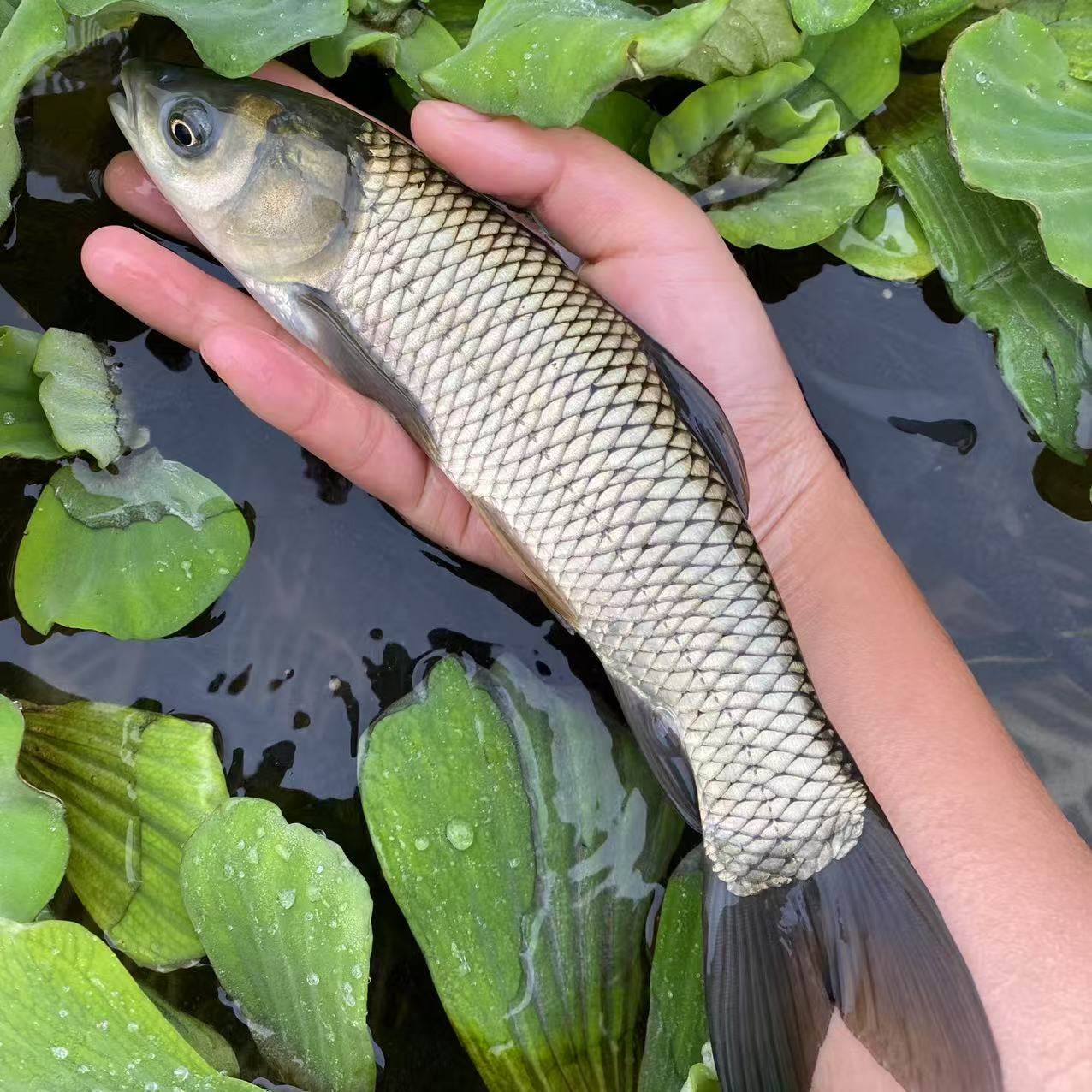  观赏鱼 草     水族活体  重庆发货