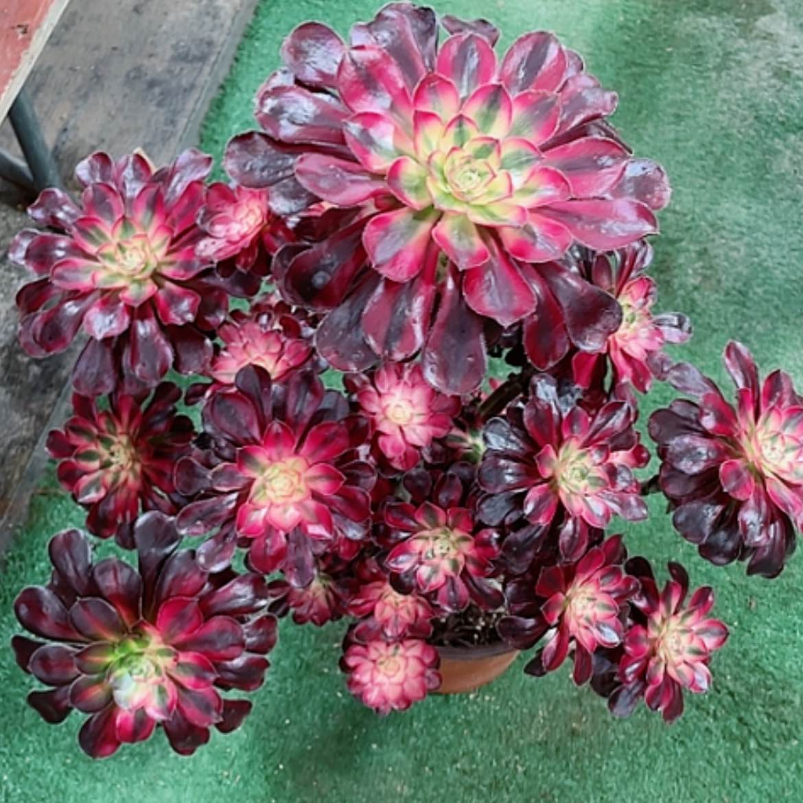 【闪购商品】法师好看也好养