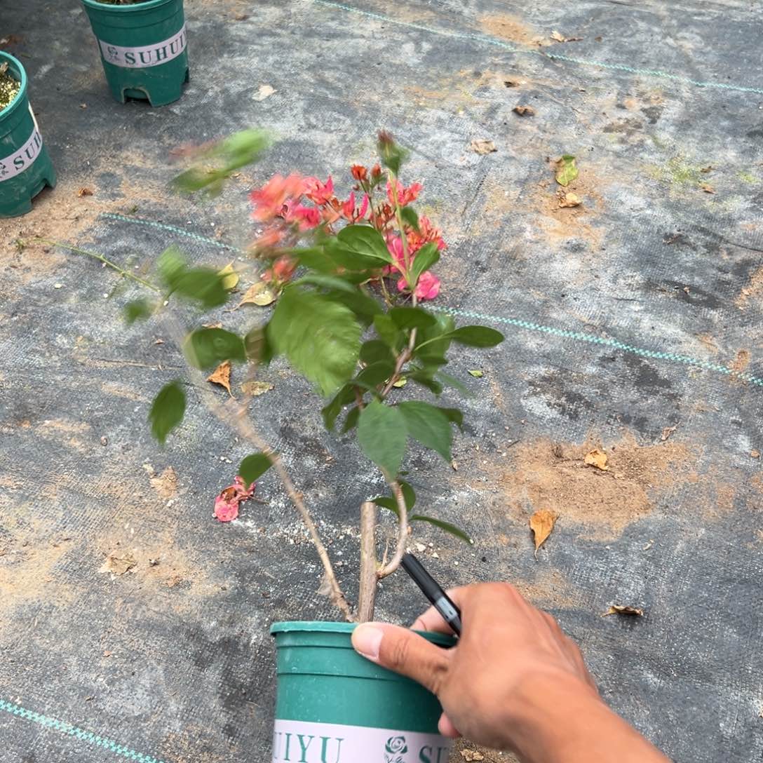 无花朵【22号水九月一棵】随机发货福利款不售后