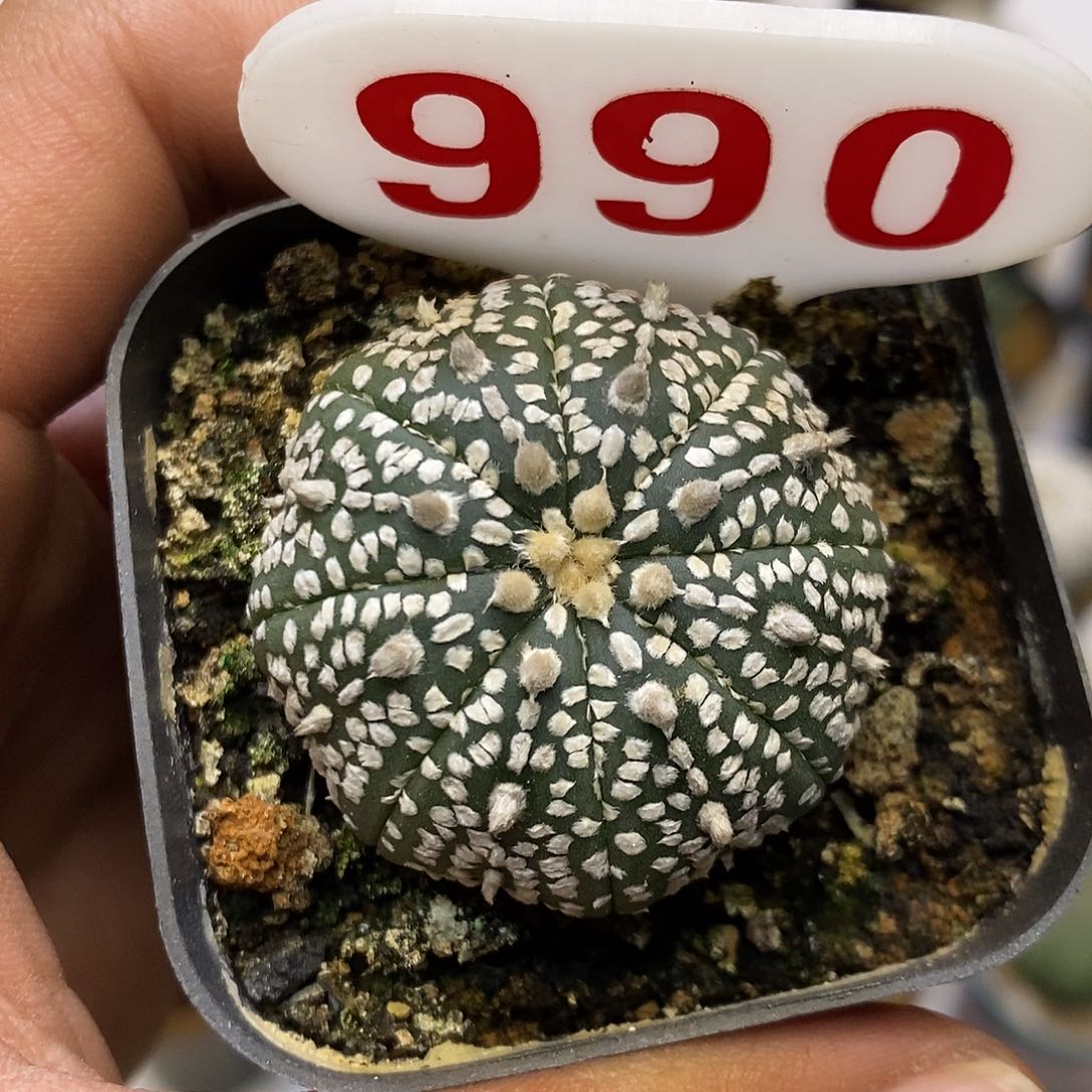 990奇迹福利特价咯