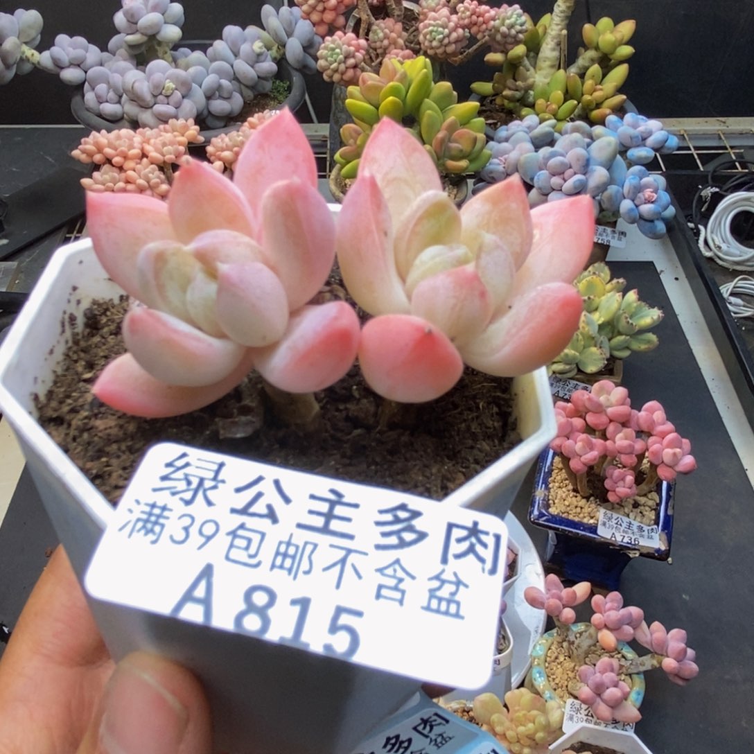 815拉拉奶多肉5c m
