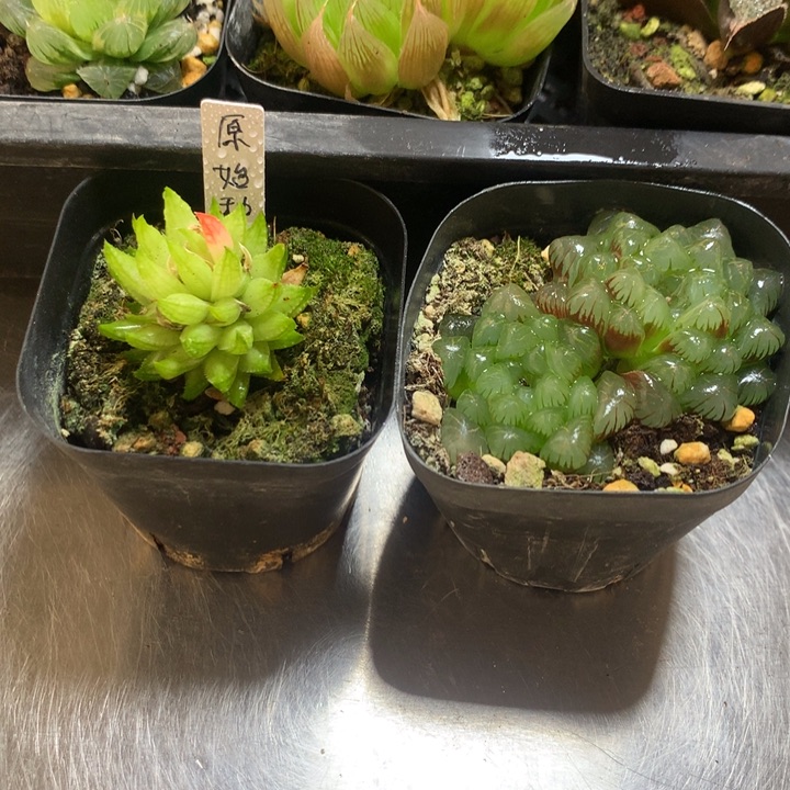 原始种+姬玉露一物一拍