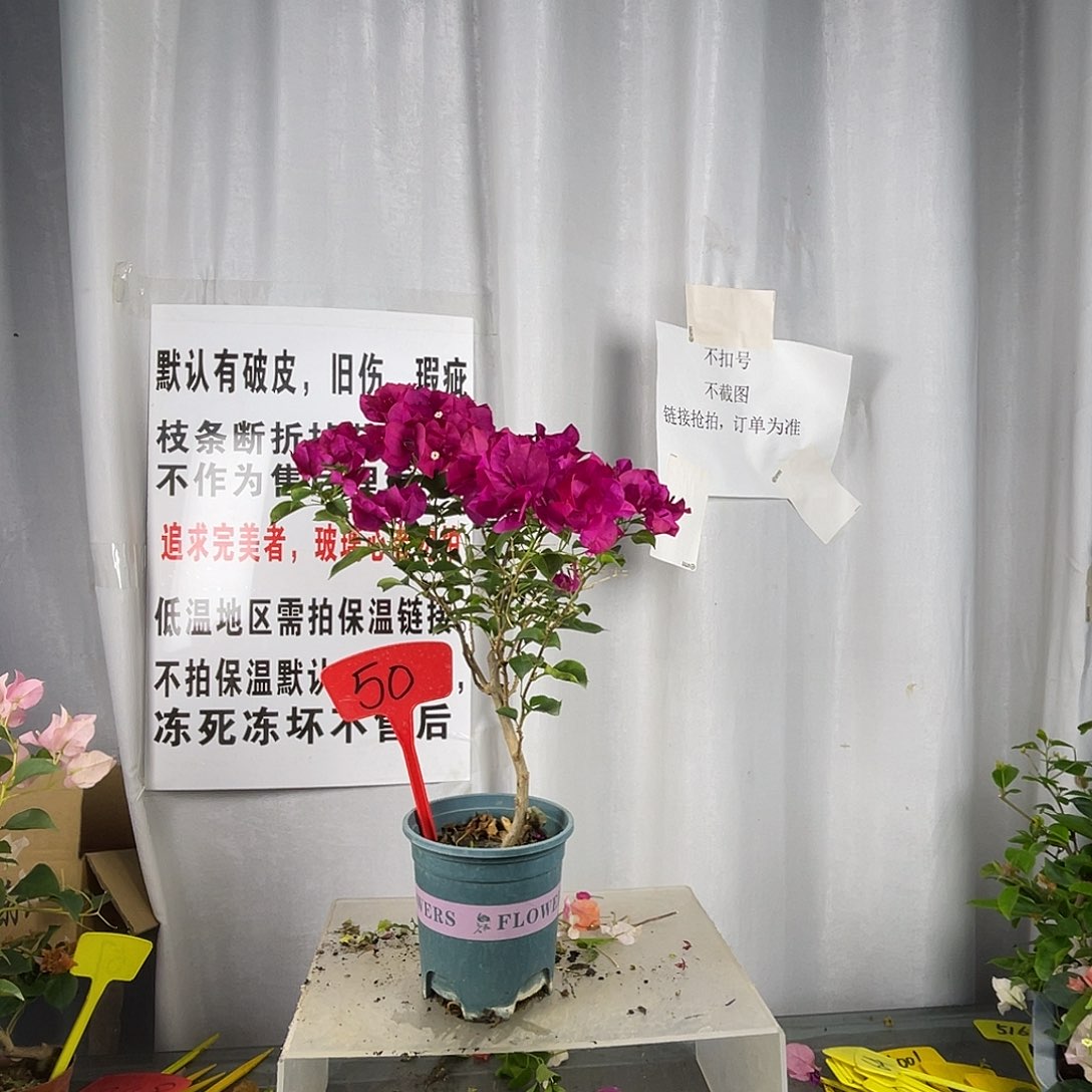 当前无花栽培后可以开花50玫瑰红盆苗