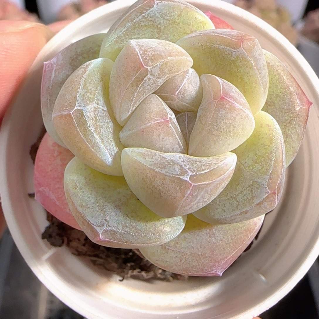 多肉0103-39冰玉冰玉