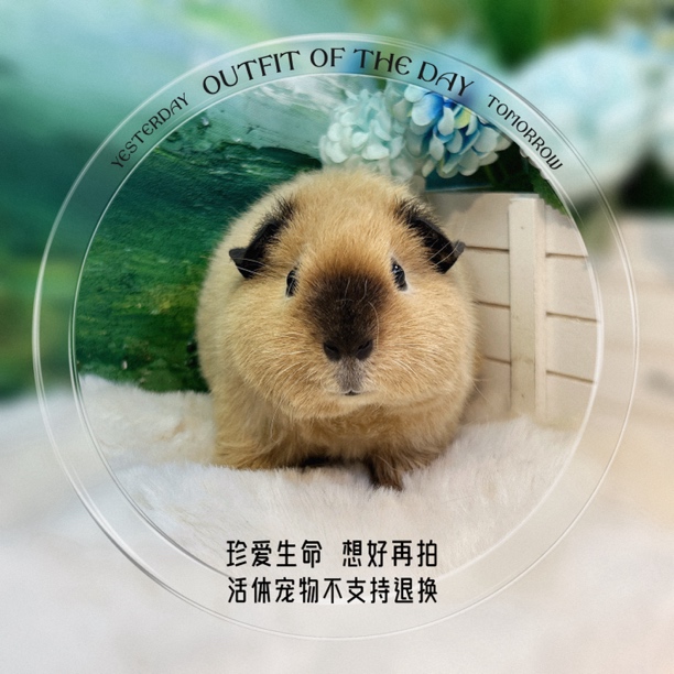 美泰加州妹妹 荷兰猪 豚鼠包邮包风险