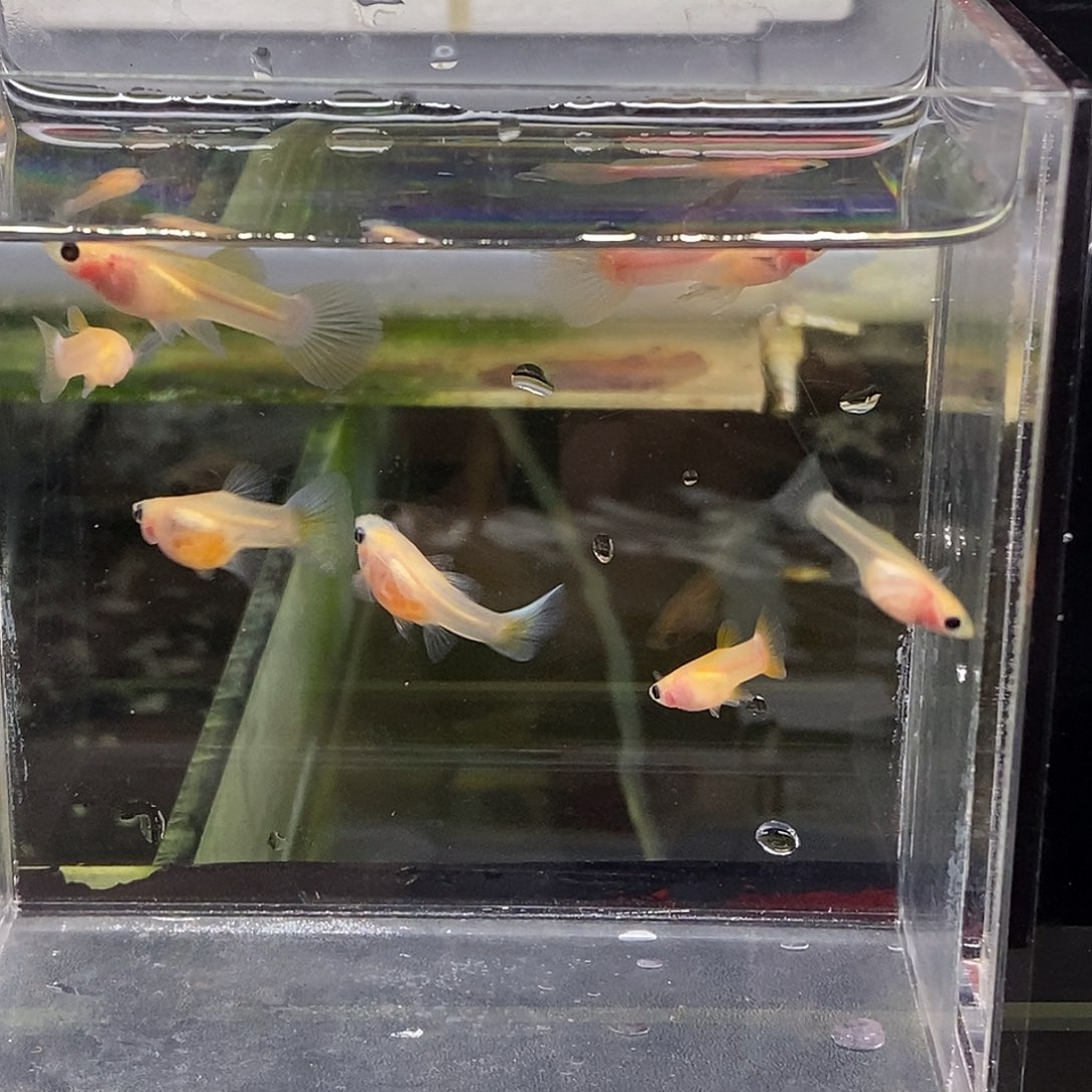 孔雀鱼幻彩特价3对