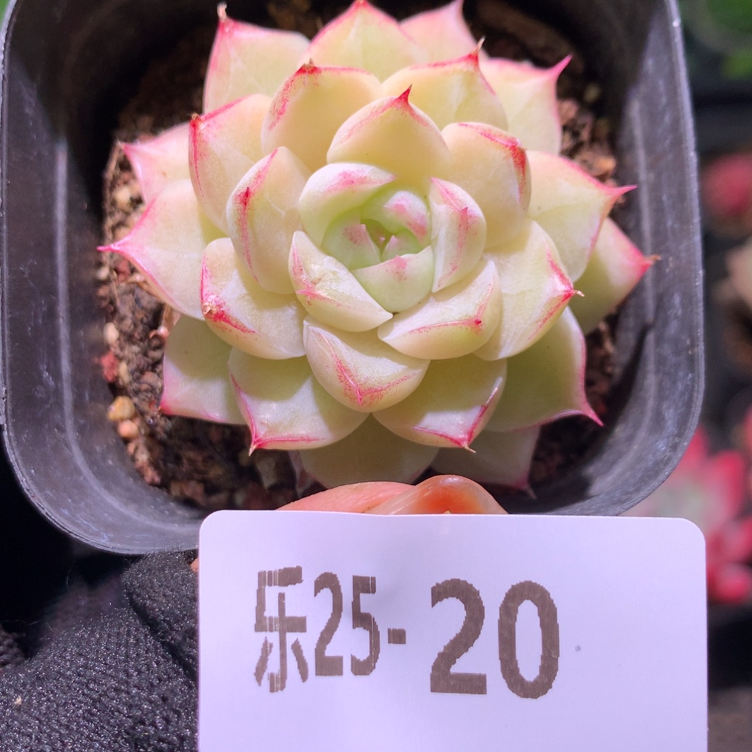 乐然25-20 麦秆单头