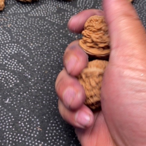 文玩核桃把件137品种