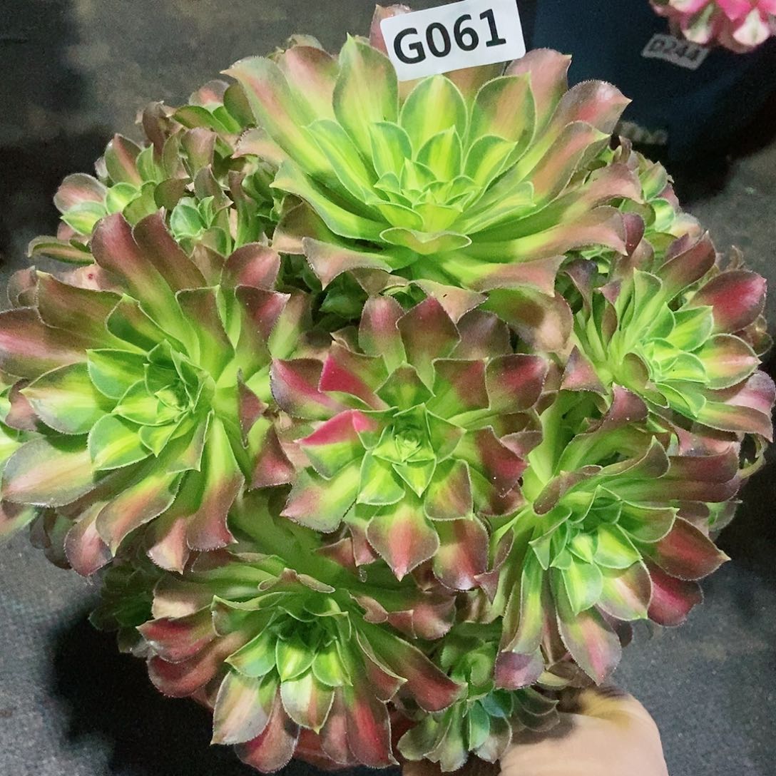 红陶061韶华多肉4