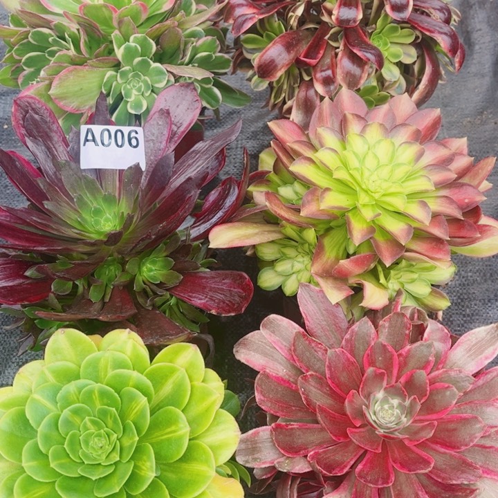 法师多肉不包断枝6