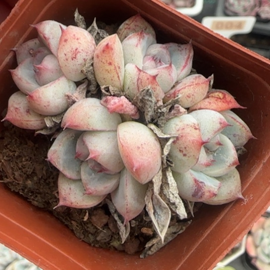 132安娜珍妮多肉植物多