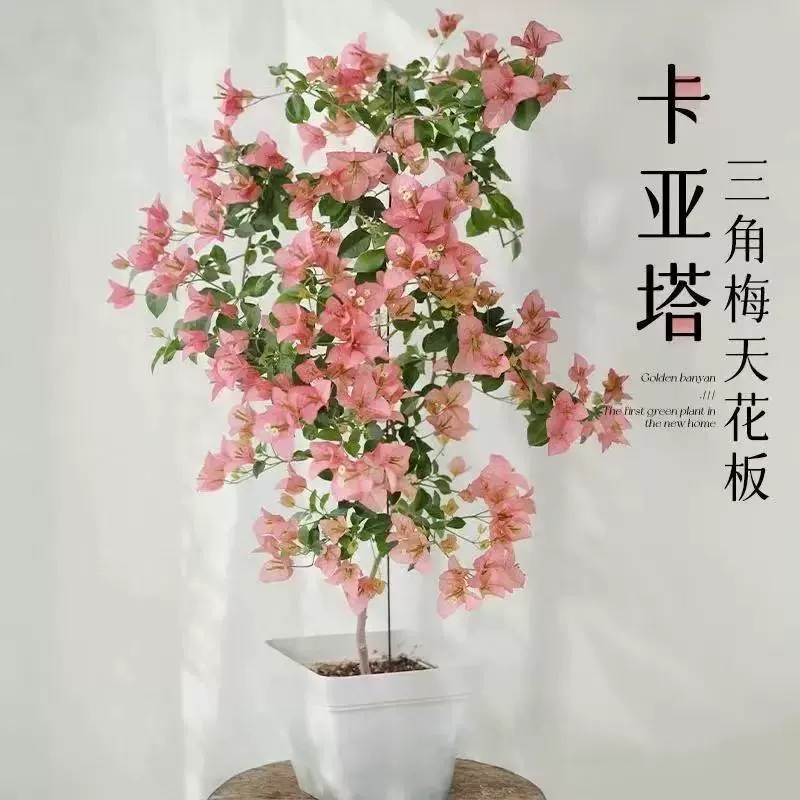 C卡亚塔三角梅花苗不带花【原盆原土发货】云南基地直发