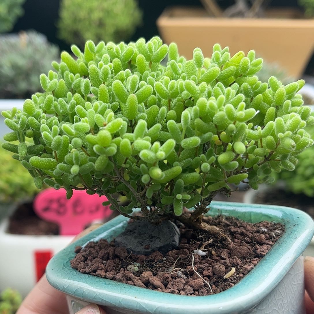 22蜜桔妖桩带盆优选