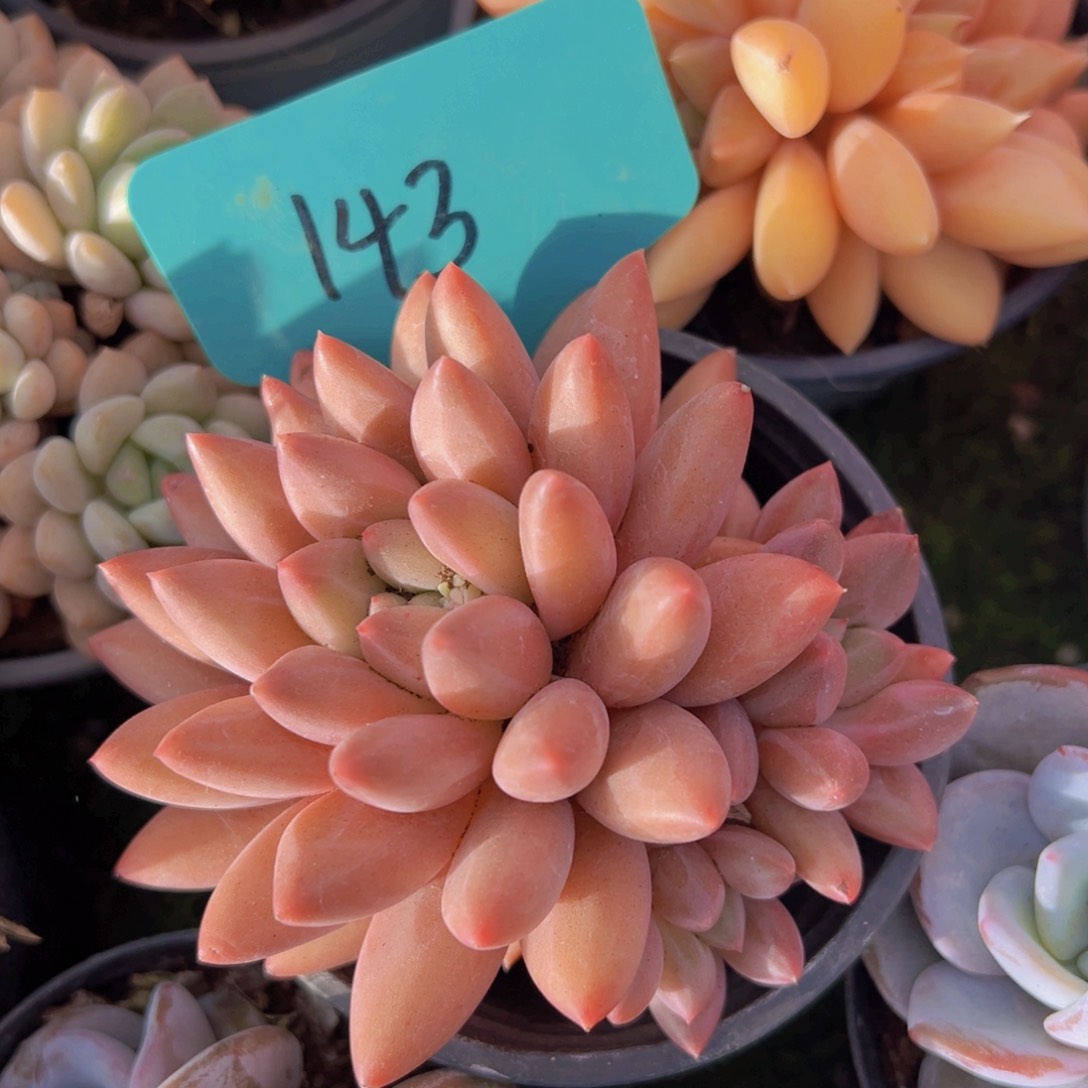 香玉的故事是一个人的故事