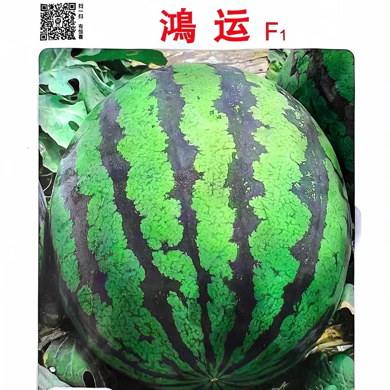 鸿运 甜王西瓜种子 高品质 大果高产 肉质爽脆 瓤色大红