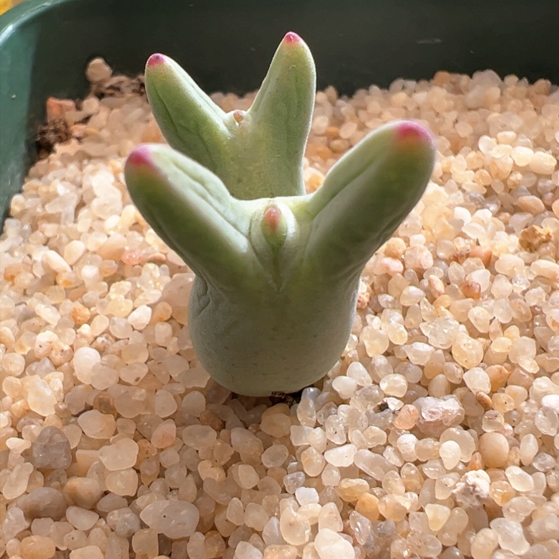 310。优选0136毛皮卡丘。