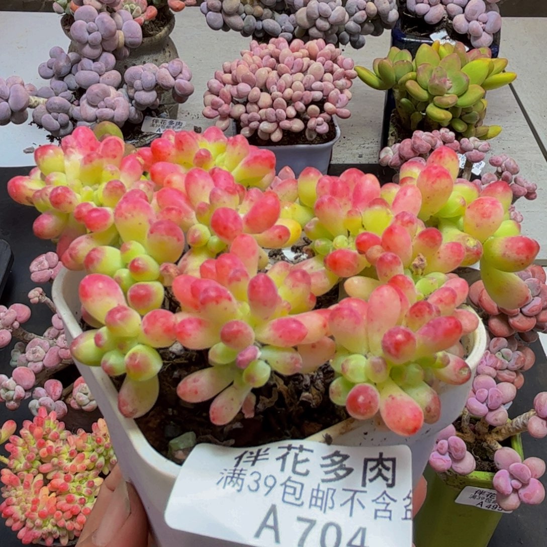 704乙女心缀10cm多肉植物