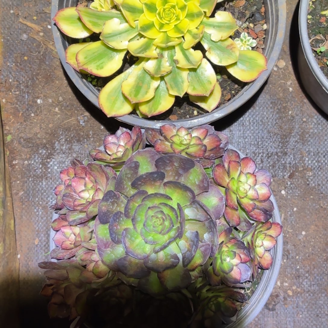 云南多肉植物组拍