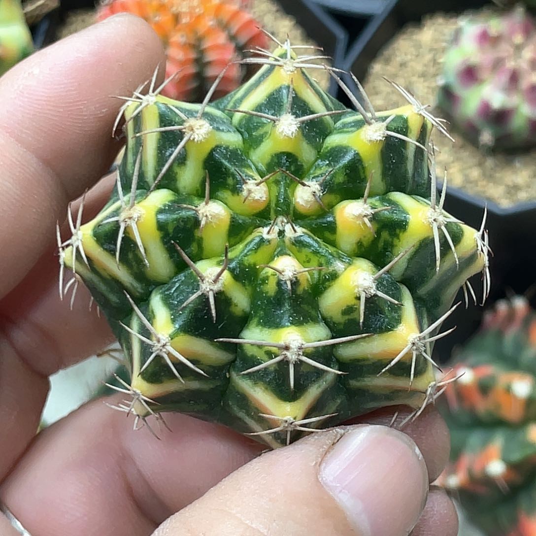 当前无花朵，栽培后可花朵泰系实生根，猫眼纹米哈锦