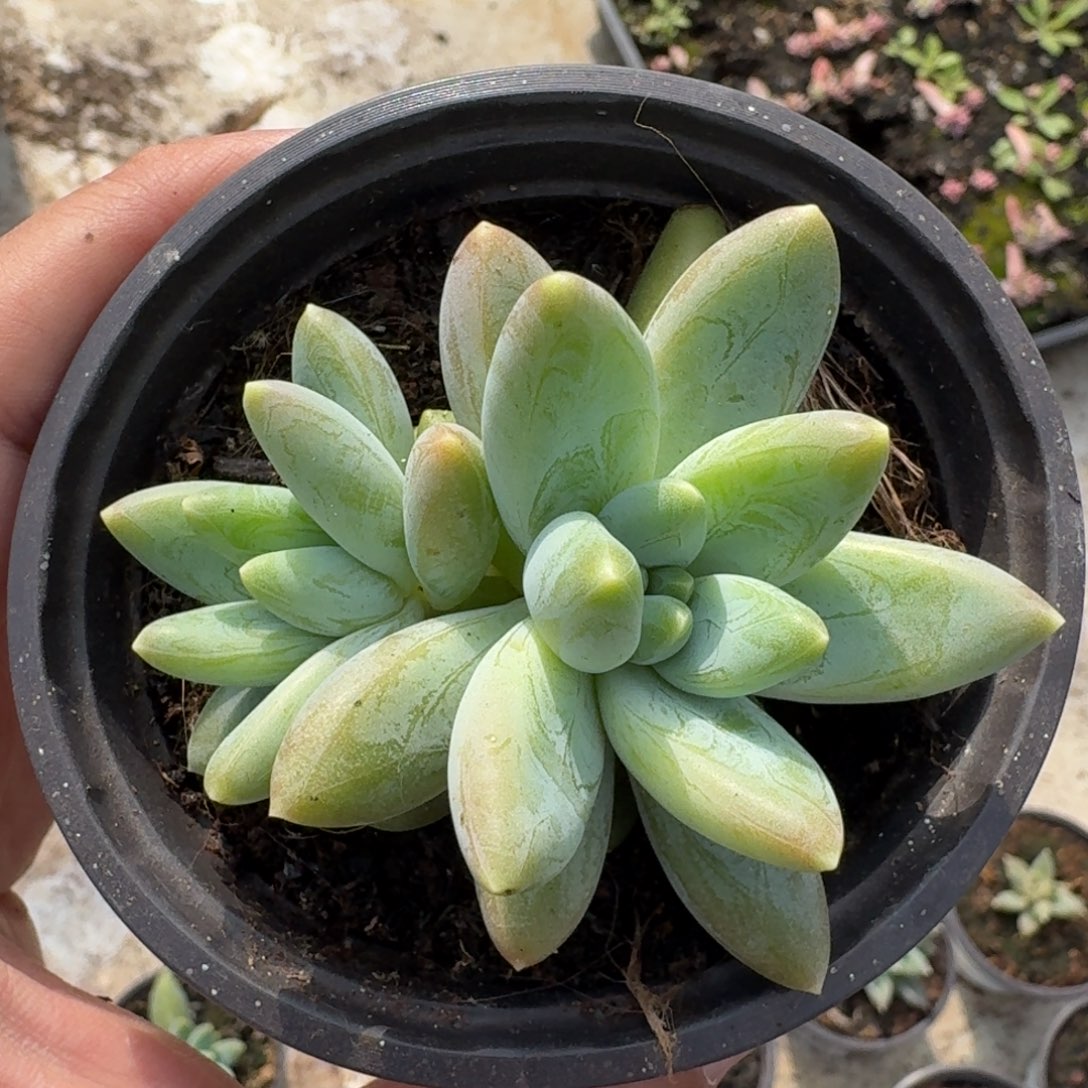 阿蒂斯托 双头 一物一拍