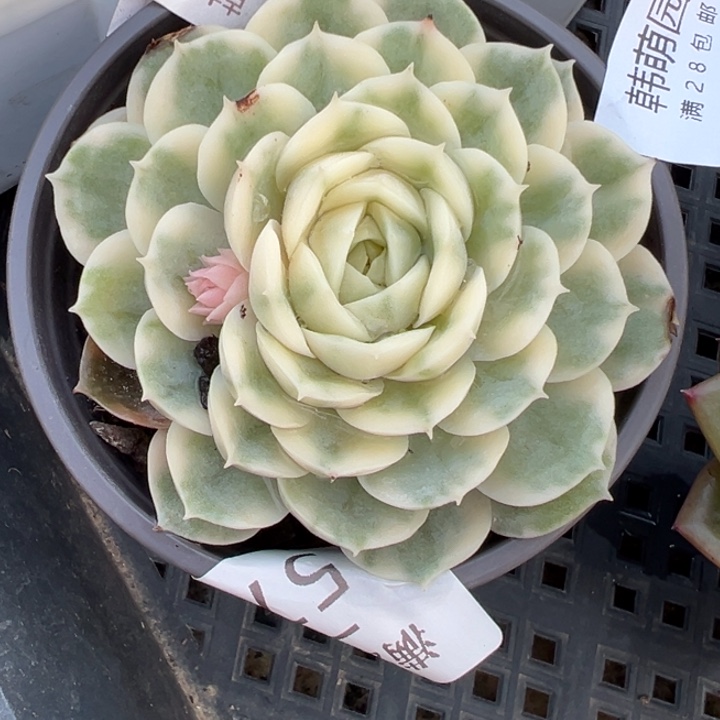 昂首哦锦多肉植物4