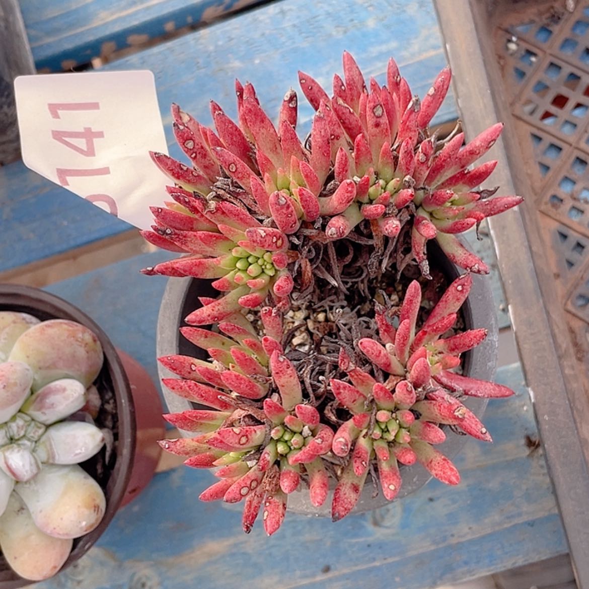 【闪购商品】维斯辛达