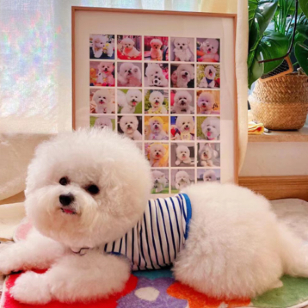 宠物相册，(拍前联系达人)