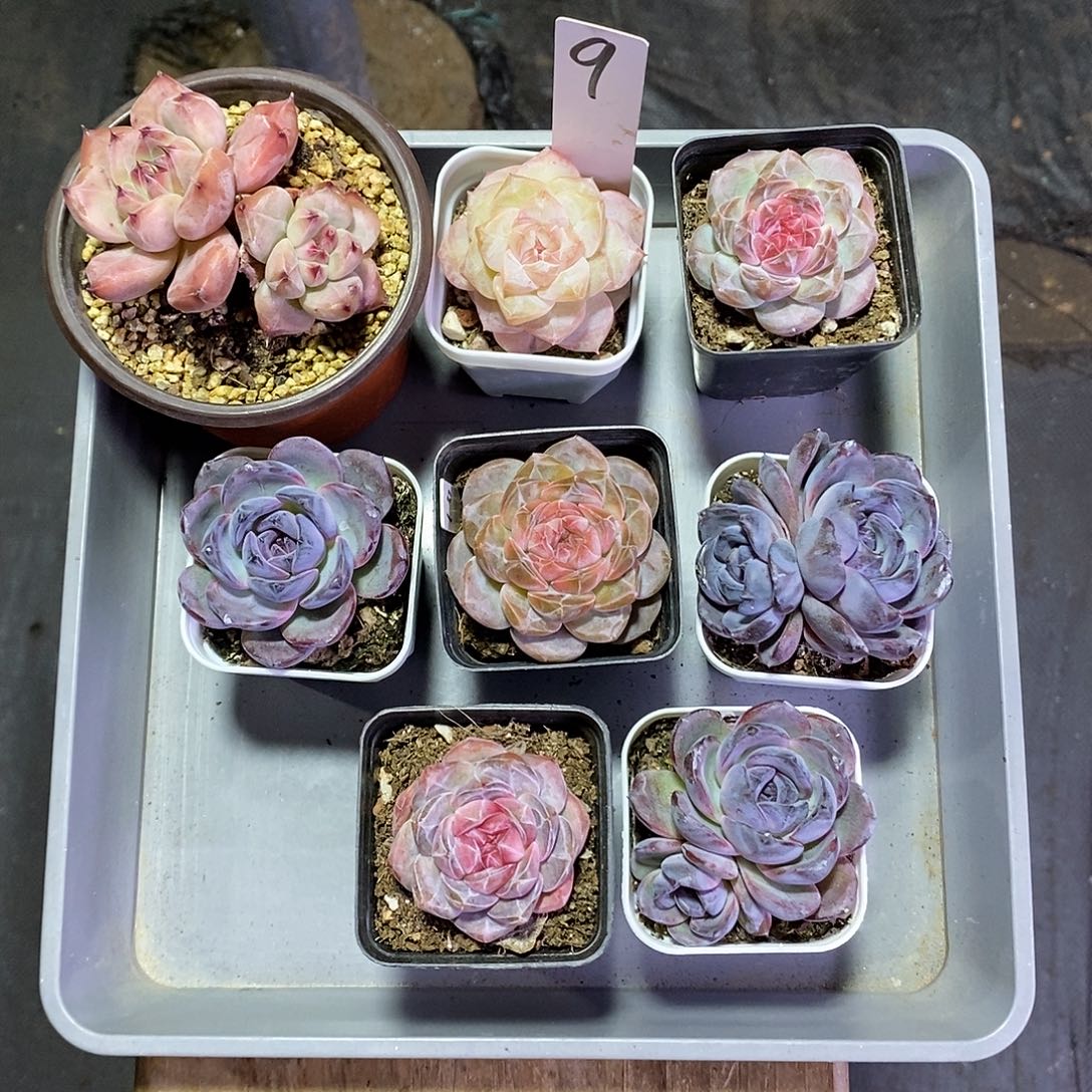 杨****9号一筐8颗多肉植物