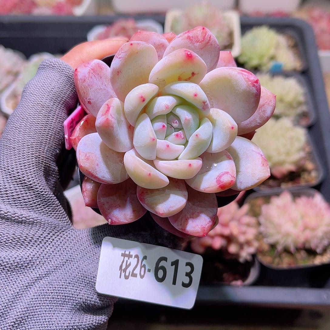 花26-613橙梦露单头