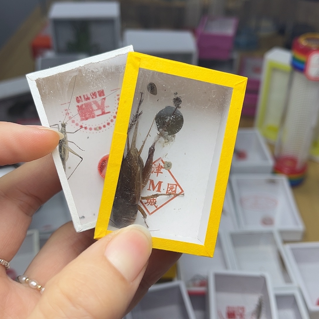 蚂蚁工坊冰。    紫。 