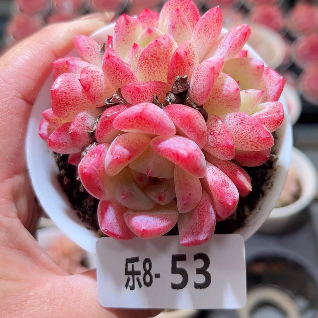 乐8-53 刚毅群不包整