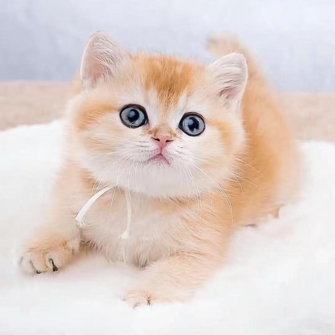 金渐层有货！！！！！