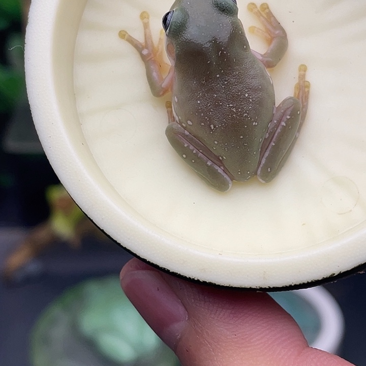 老爷树蛙2号灰皮蓝眼