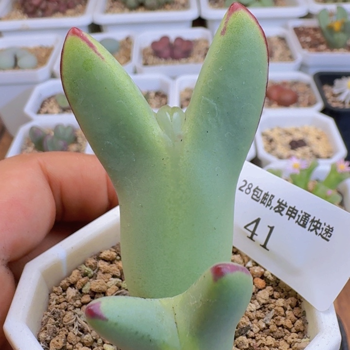 41 嘟嘟嘴 大枪将。  