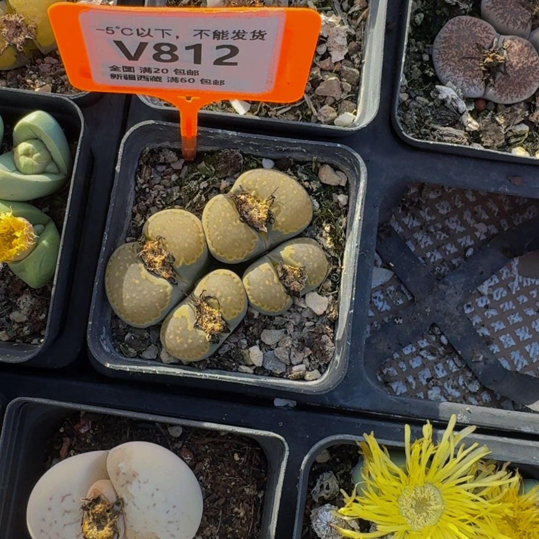 812 生石花大群生一物一拍