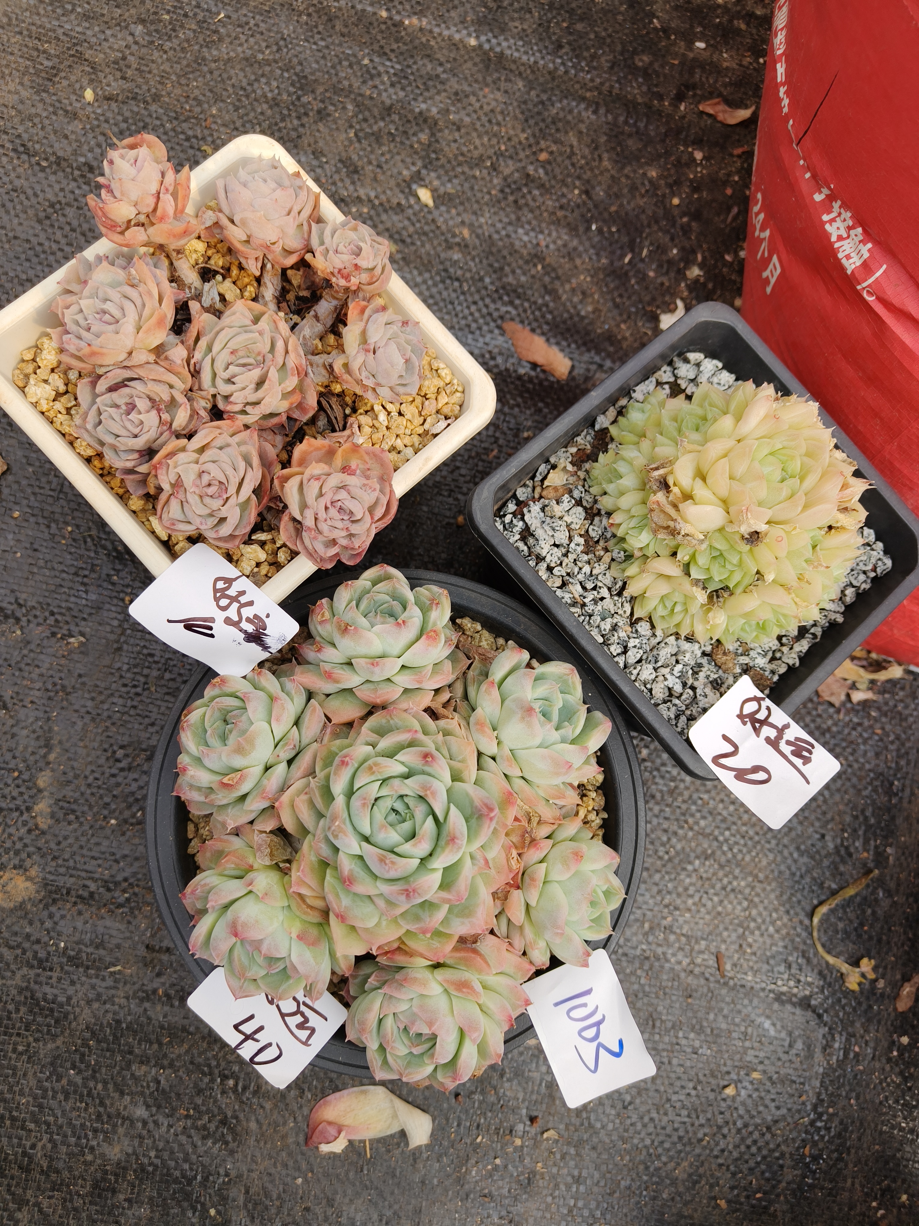 1003花掌柜精品杂交多肉3盆