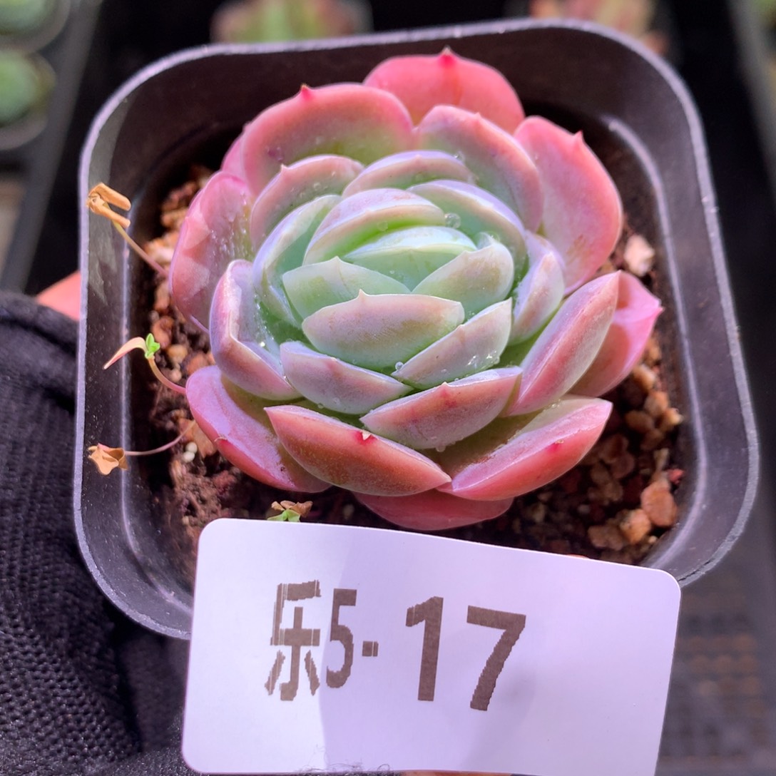 乐然 5-17 西娜单头 