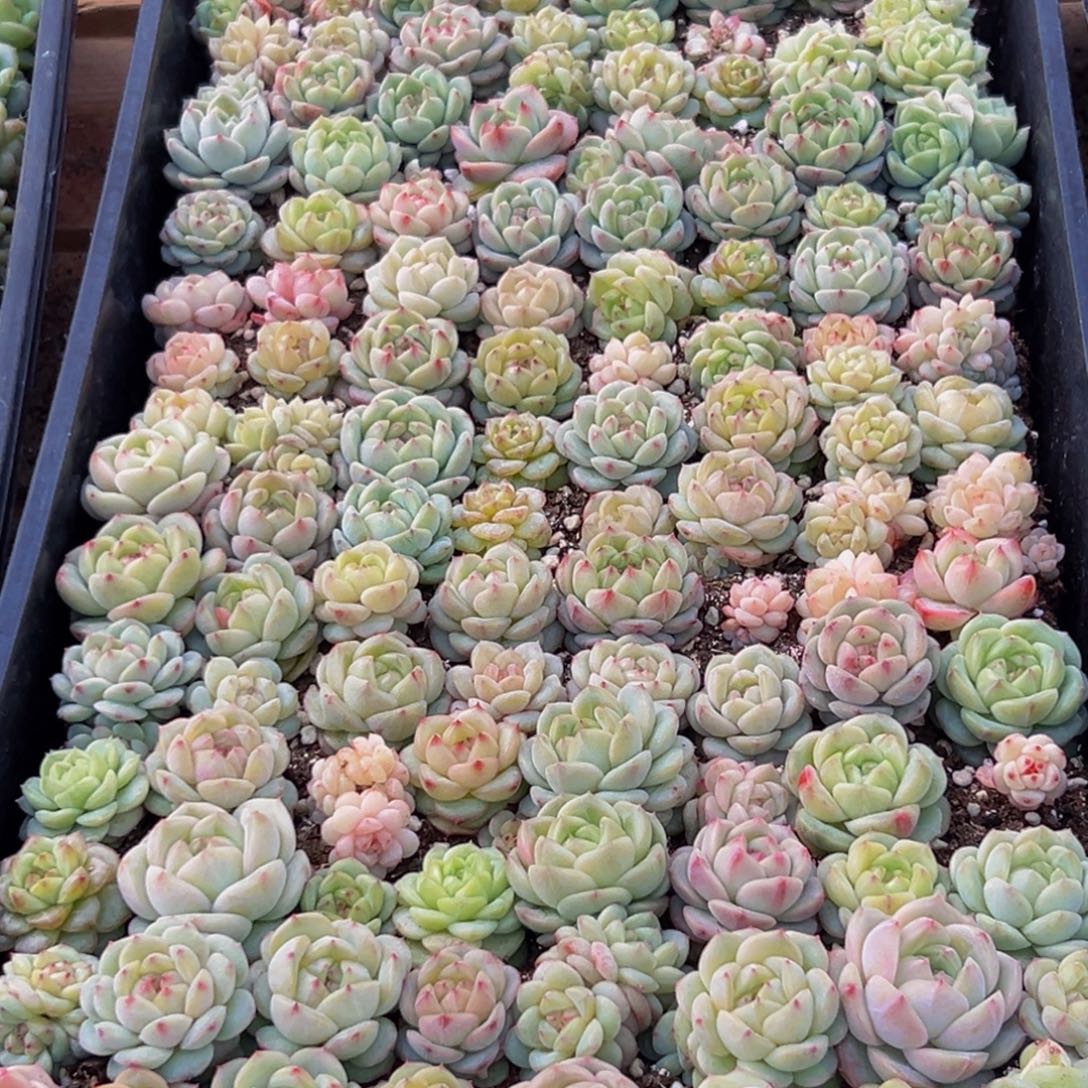 146多肉葡萄领导人物库资料