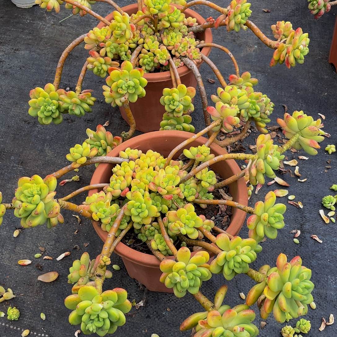 微*香格里拉多肉植物2颗