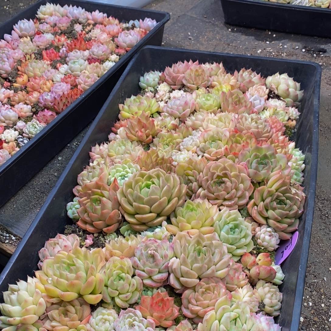 791多肉植物保护研究所所长助理研究员