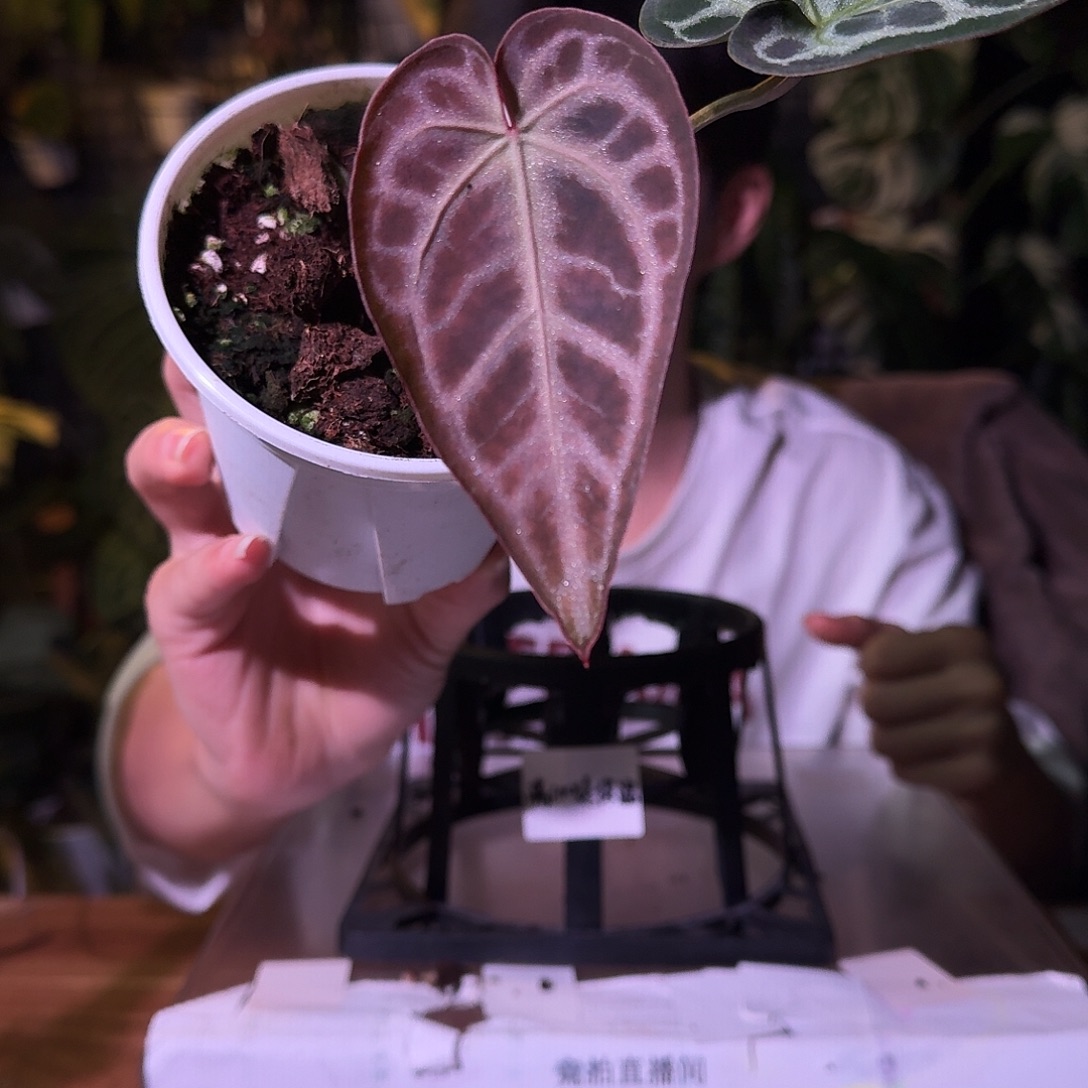 不开花植物G124skg银杂米歇尔