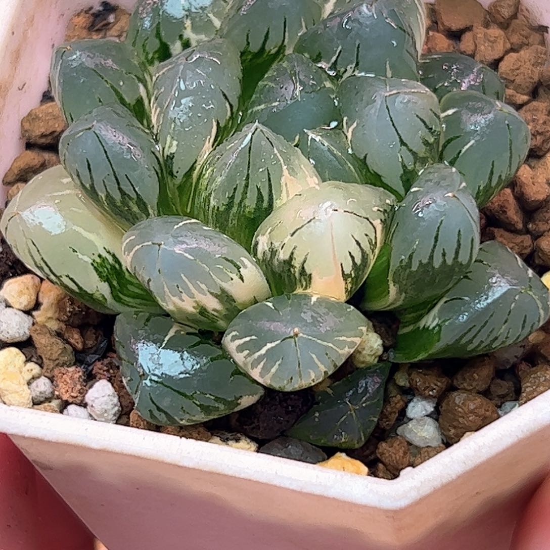 北极之光亚成株十二卷多肉植物