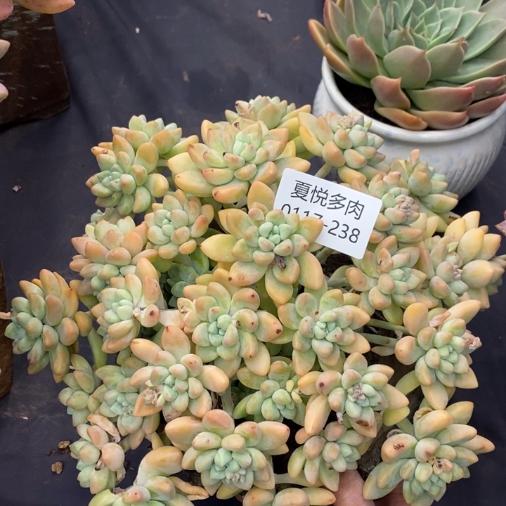 夏悦多肉0117-238奶酪蛋糕