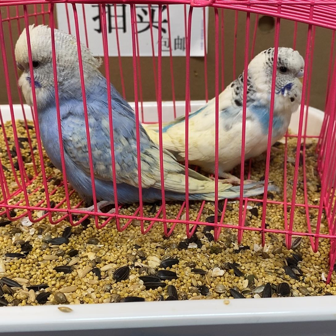 虎皮鹦鹉大头虎皮