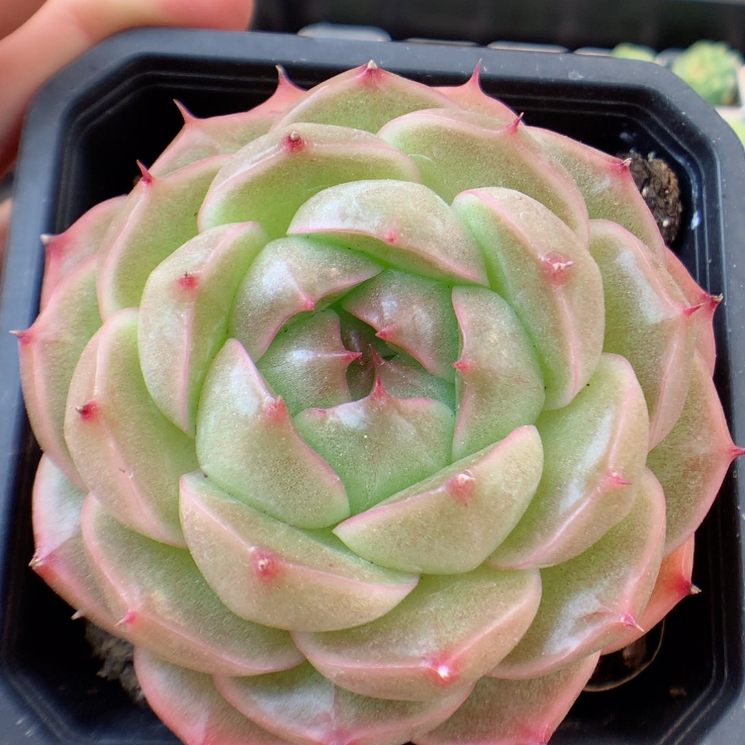 一物一拍精品多肉。 麦秆36