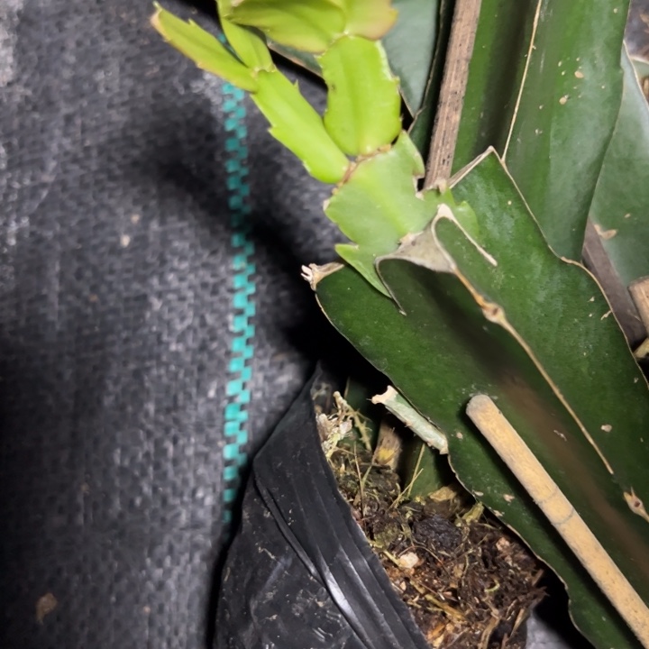 086嫁接瑕疵小破苗一颗15.8