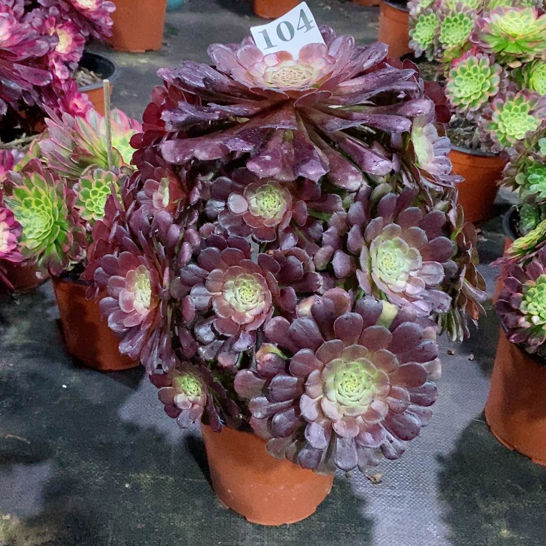 安琪拉104多肉法师